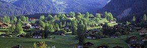 chalets and trees at grindelwald 