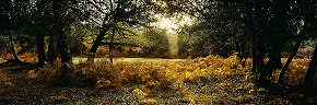 autumn morning, new forest