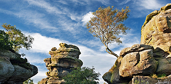 brimham rocks tree card
