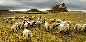 lindisfarne sheep card